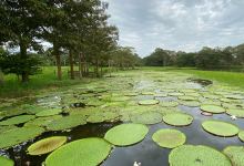El Jardin de la Victoria Regia景点图片