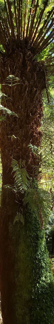 Tall Trees Walk-Mount Field