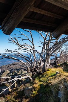 The Horn Picnic Area-芒特巴弗法洛