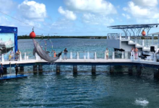 Acuario Delfinario Cayo Santa Maria景点图片