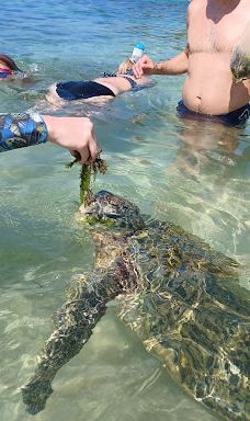 Turtle Beach-塔勒佩