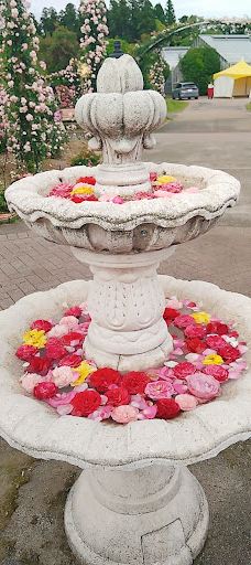 日本最大 鹿屋玫瑰园-鹿屋市