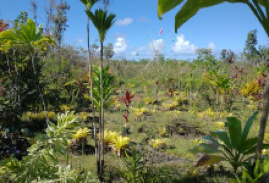 Awapuhi Labyrinth景点图片
