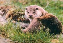 International Otter Survival Fund (IOSF)景点图片