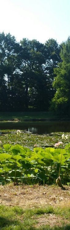 Parc des Gayeulles-雷恩