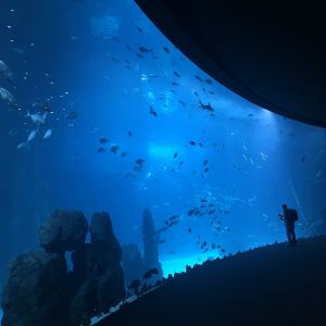 大加那利島