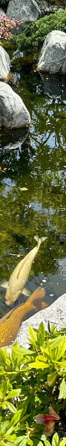 Japanese Friendship Garden & Museum-圣地亚哥