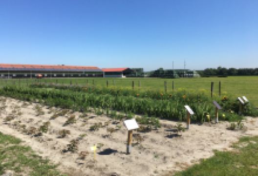Country Shop Mekkerstee购物图片