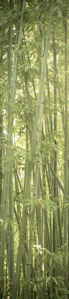 Jardin Botanico Marimurtra-布拉内斯