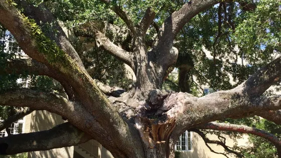 Friendship Oak