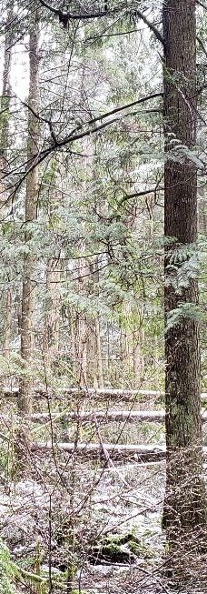 林恩峡谷公园-北温哥华