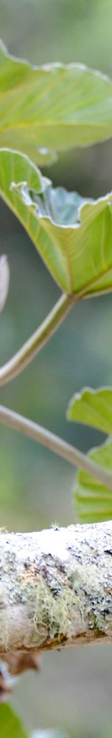 Amboro National Park-圣克鲁斯