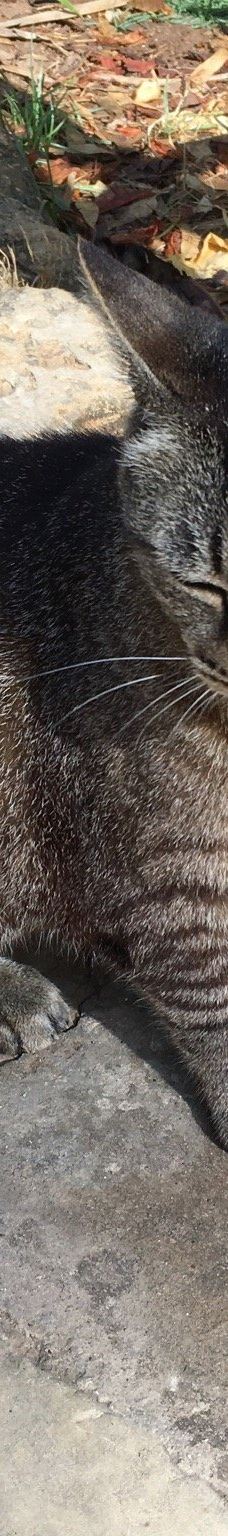 San Anton Gardens-阿塔尔德