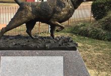 National Bird Dog Museum景点图片