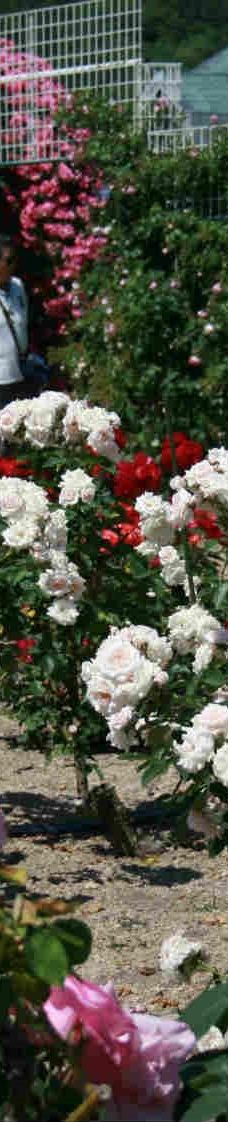 Yoshiumi Rose Park-今治市