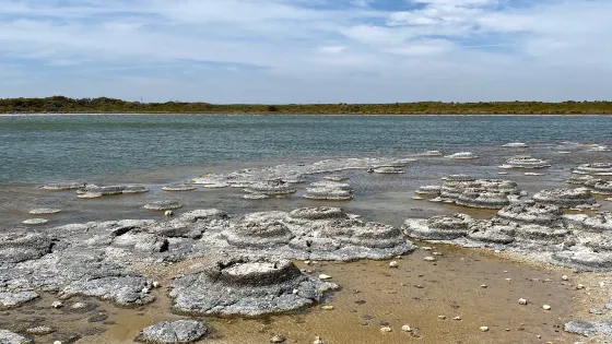 Stromatolites