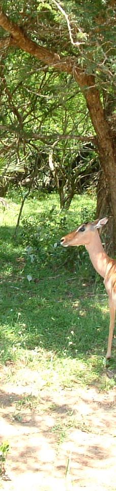 Bonamanzi Game Reserve-赫卢赫卢韦