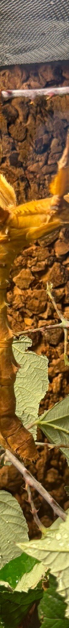 Casa delle Farfalle-米兰马瑞提那