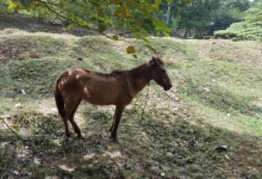 巧克力园刺激主题公园景点图片