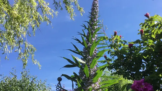 Cupani Garden
