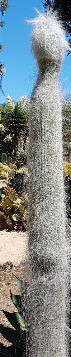 Arizona Garden-马里科帕