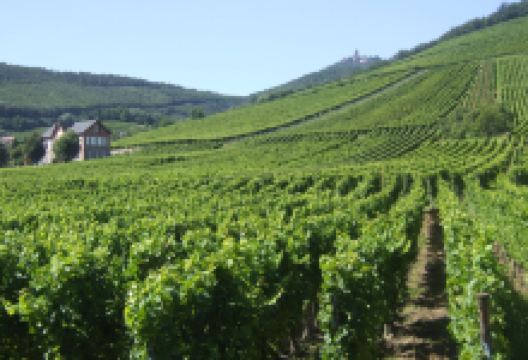 Domaine Allimant-Laugner景点图片