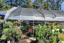 Valley Garden购物图片
