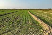 Aharkkawi exploration site景点图片