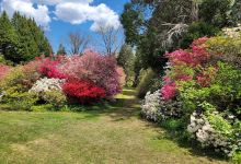 Kinney Azalea Garden景点图片