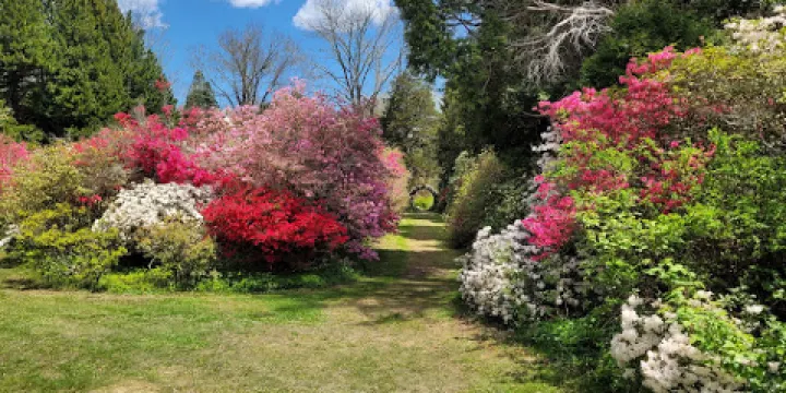 Kinney Azalea Garden