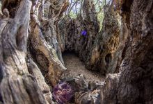 Giant olive tree景点图片