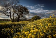 Harton Hollow Nature Reserve景点图片