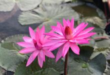 Lake with Pink Lotus, Kumphawapi景点图片