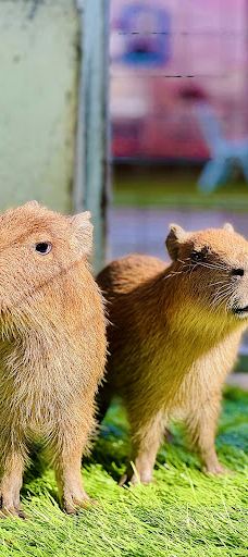 迪沙鲁迷你动物园-Pengerang