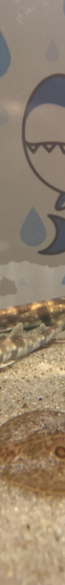 仙台海洋森林水族馆-仙台