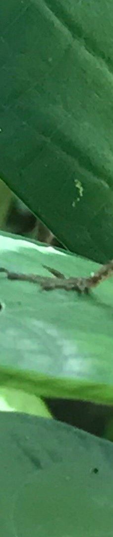 卡维塔国家公园-Talamanca