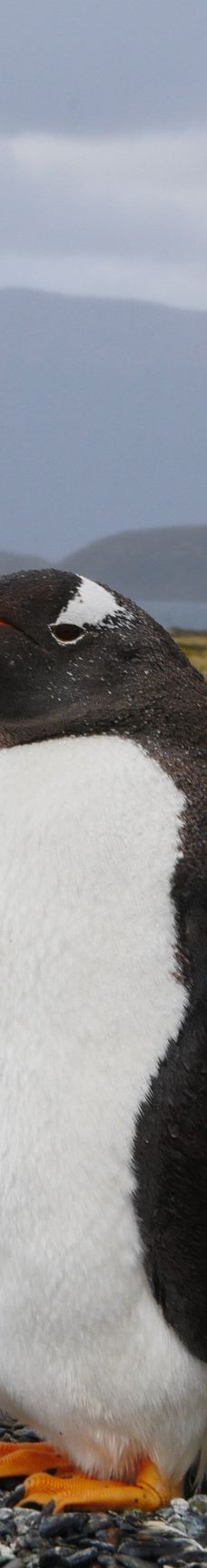 Isla Martillo-乌斯怀亚