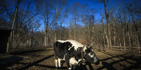 Stamford Museum & Nature Center