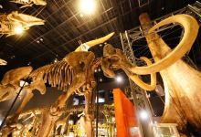 Kanagawa Prefectural Museum of Natural History景点图片