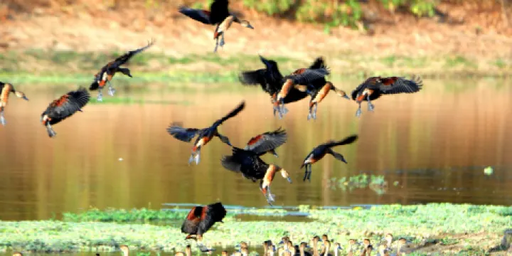 本達拉野生公園