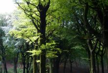 Tandle Hill Country Park景点图片