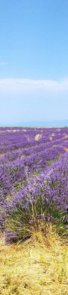 瓦朗索尔高原-瓦朗索勒