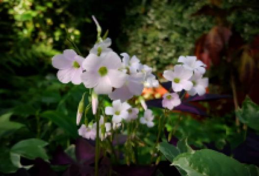 Sajeong-gol Botanical garden景点图片