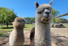 Arrow Acres alpaca farm景点图片