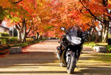 大山参道景点图片