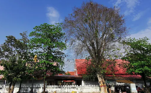 Wat Nongbua