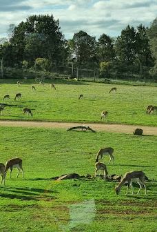 Giraffe Lookout-默里布里奇