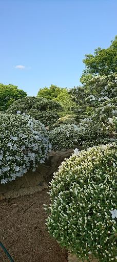 Matsugachi Park-长井市