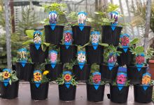 Woolley Moor Nurseries购物图片