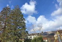 Square Sequoias景点图片